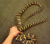 Image result for Jungle Carpet Python Adult