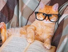 Image result for Cat with Glasses Reading