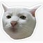 Image result for Cat with Long Nose Face Meme