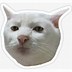 Image result for Meme Cat Logo