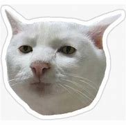 Image result for Cat Meme Chinese Galaxy