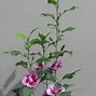 Image result for Hibiscus syriacus Flower Tower RUBY