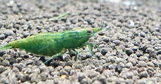 Image result for Green Freshwater Shrimp