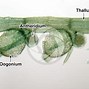 Image result for Chara Green Algae