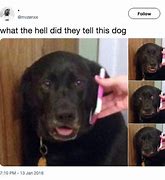 Image result for Dog On Phone Sad Meme