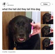 Image result for Dog Shocked Holding Phone Meme