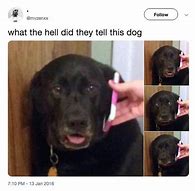 Image result for Dog Against Phone Meme