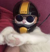 Image result for Cat Invisible Motorcycle
