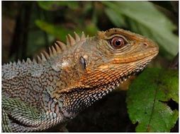 Image result for New Lizard Species