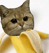 Image result for Cat- Reaction Meme Banana