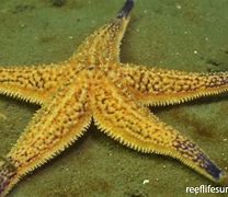 Image result for asterias amurensis