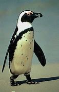 Image result for Spotted Penguin