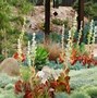 Image result for Arizona Succulents