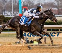 Image result for Horse Racing Picks
