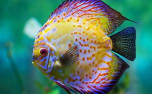 Image result for Pics of Fish Wallpaper