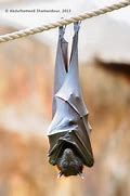 Image result for Bat Upside Down Baby Jske
