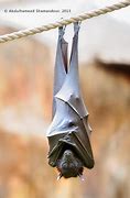 Image result for Upside Down Real Bat
