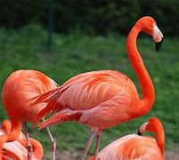 Image result for Flamingo Animal
