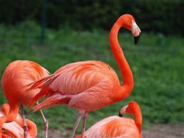 Image result for Flamingo IRL Pics