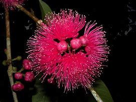 Image result for Malay Apple Flower