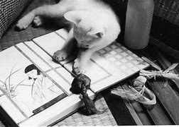 Image result for Japan 1960s Kitten