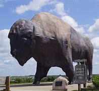 Image result for World's Largest Buffalo