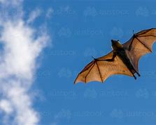 Image result for Bat Wings Open