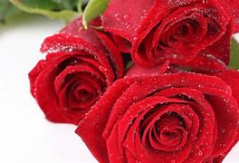 Image result for Fotos De Rosas Rojas Hermosas