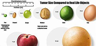 Image result for Cancer Tumor Sizes