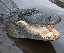 Image result for The Difference Between Crocodiles Alligators