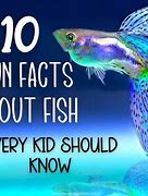 Image result for Facts About Fish