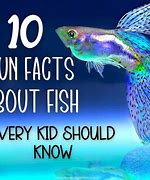 Image result for Facts About Fish