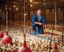Image result for Organic Egg Production