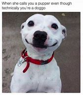 Image result for Dog No Ears Meme
