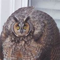 Image result for A Chonky Owl