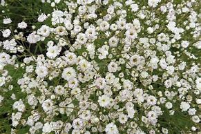 Image result for Gypsophila paniculata White Festival