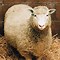 Image result for Dolly the Sheep