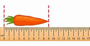Image result for Things That Are 1 Centimeter