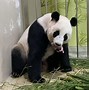 Image result for Lele Panda Singapore