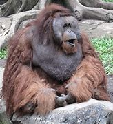 Image result for Endangered orangutan born