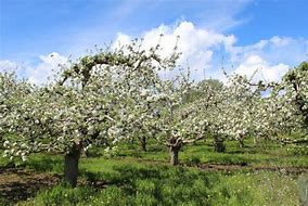 Image result for Apple Orchard inBloom