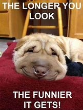 Image result for Hilarious Pictures to Make You Laugh
