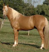 Image result for Palomino Morgan Horse