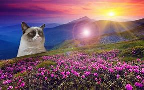 Image result for Cat Flower Meme