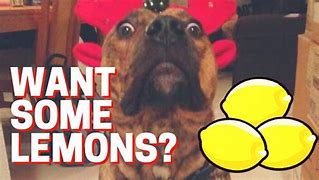 Image result for Lemons Dog Meme