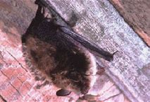 Image result for Bats Roosting