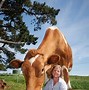 Image result for World Big Cow