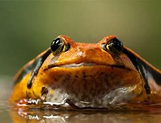 Image result for Smiling Frog 4K