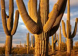 Image result for Cactus in the Wild