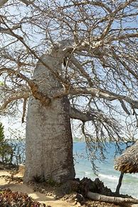 Image result for Kenya Trees